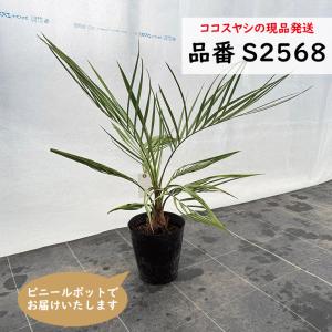 ◇フェニックス・ナツメヤシ・10号◇国産デーツ苗！◇全長80CM前後