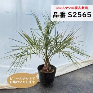 特大庭木 植木 ：ココスヤシ（ココス）ヤシの木* 現品限り！ 佐川急便