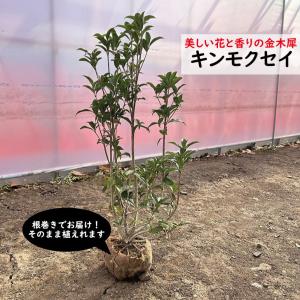 金木犀 特大株 キンモクセイ 株立ち 約2m 豪華株 超特大株 現品発送 植木苗木