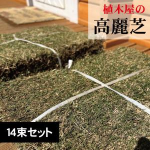 高麗芝（14束）芝・芝生・庭 コウライシバ・天然芝