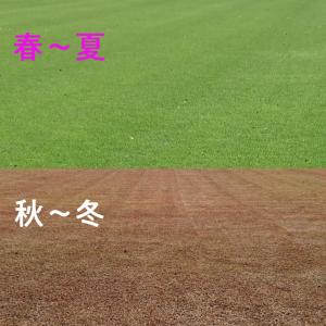 高麗芝(14束)芝・芝生・庭 コウライシバ・天然芝の詳細画像2