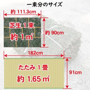 高麗芝(20束)芝・芝生・庭 コウライシバ・天然芝の詳細画像3