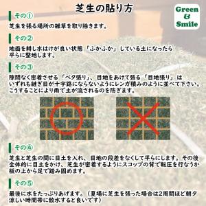 高麗芝(20束)芝・芝生・庭 コウライシバ・天然芝の詳細画像4