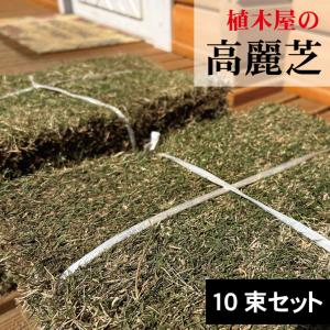 高麗芝　天然芝(10束セット）芝　芝生　コウライシバ
