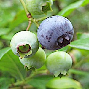 ブルーベリー 苗木 チャンドラー 大苗 27cm9号鉢 ノーザンハイブッシュ