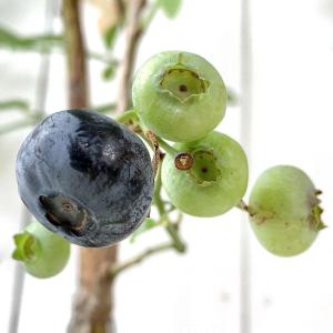 ブルーベリー 苗木 チャンドラー 大苗 27cm9号鉢 ノーザンハイブッシュ