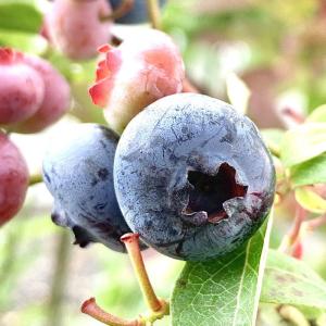 ブルーベリー 苗木 ブルーレイ 13.5cmポット苗 3年生苗 ノーザンブッシュ系 ブルーベリー 苗