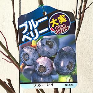 ブルーベリー 苗木 ブルーレイ 13.5cmポ...の詳細画像1