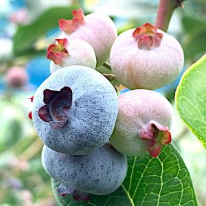 ゆすら梅 苗木 赤実 (白花) 12cmポット苗 ゆすらうめ 苗