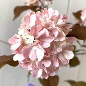 日本花キ流通 多肉植物 caアエオニウム ハロウィン錦 多肉植物