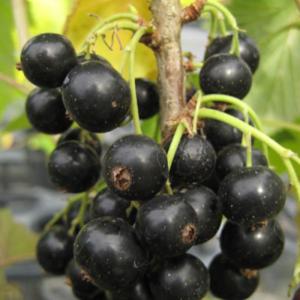 ブラックカーラント 苗木 13.5cmポット苗 3年生苗 クロフサスグリ