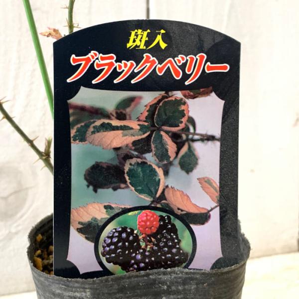 ブラックベリー 苗木 斑入りブラックベリー 9cmポット苗 2年生苗 ブラックベリー 苗