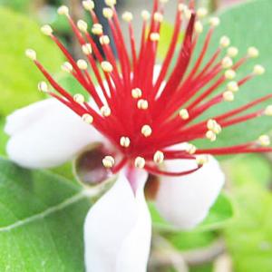 苗通販店 ぐりーんべりぃ - Yahoo!ショッピング