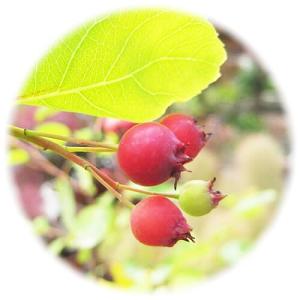 ジューンベリー ラマルキー の商品一覧 通販 Yahoo ショッピング