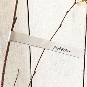 白樺 苗木 ジャクモンティー 13.5cmポット苗 3年生苗 シラカバ