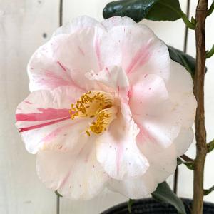 ツバキ 江戸錦の商品一覧 通販 Yahoo ショッピング