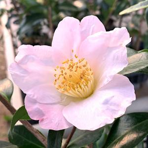 山茶花 苗木 苗 の商品一覧 花 ガーデニング 通販 Yahoo ショッピング