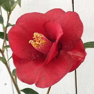 椿苗 侘助の商品一覧 通販 Yahoo ショッピング