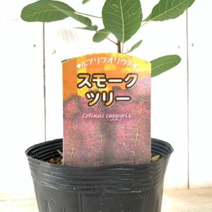 スモークツリー 苗木 ルブリフォリウス 13....の詳細画像1