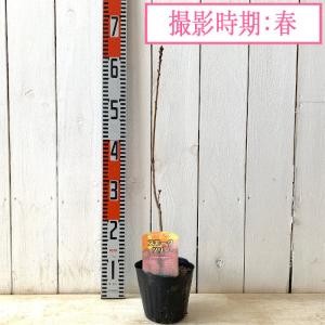 スモークツリー 苗木 ルブリフォリウス 13....の詳細画像2