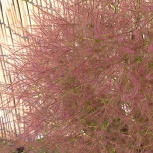 スモークツリー 苗木 ピンクエンジェル 13.5cmポット苗 3年生苗 苗