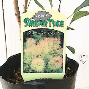 スモークツリー 苗木 グリーンファウンテン 1...の詳細画像1