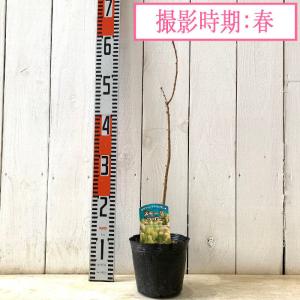 スモークツリー 苗木 グリーンファウンテン 1...の詳細画像2