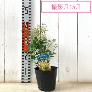 スモークツリー 苗木 グリーンファウンテン 1...の詳細画像3
