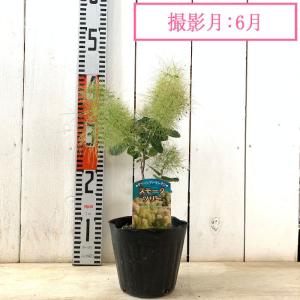 スモークツリー 苗木 グリーンファウンテン 1...の詳細画像4