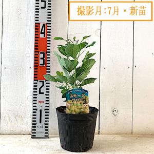 スモークツリー 苗木 グリーンファウンテン 1...の詳細画像5