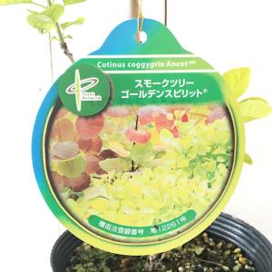 スモークツリー 苗木 ゴールデンスピリット 1...の詳細画像2