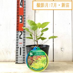 スモークツリー 苗木 ゴールデンスピリット 1...の詳細画像4
