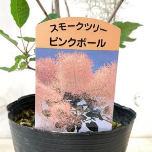 スモークツリー 苗木 ピンクボール 13.5c...の詳細画像1