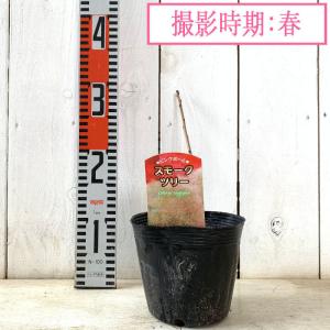 スモークツリー 苗木 ピンクボール 13.5c...の詳細画像2