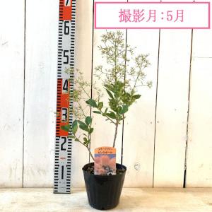 スモークツリー 苗木 ピンクボール 13.5c...の詳細画像3