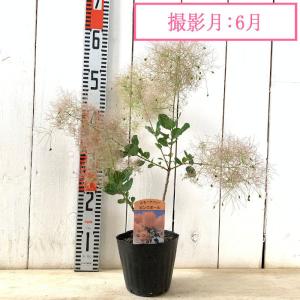 スモークツリー 苗木 ピンクボール 13.5c...の詳細画像4