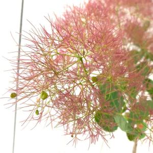 スモークツリー 苗木 ピンクエンジェル 13.5cmポット苗