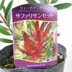 リューカデンドロン 苗木 サファリサンセット 15cmポット苗 銀葉樹 ワイルドフラワー｜green-very