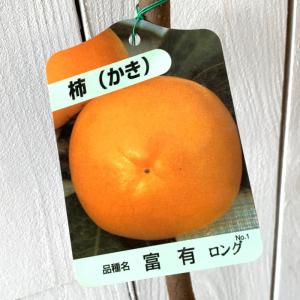 甘柿 苗木 富有 12cmロングポット苗 ふゆう...の商品画像