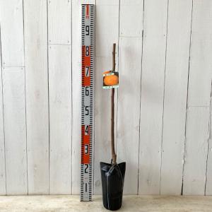 甘柿 苗木 富有 12cmロングポット苗 ふゆ...の詳細画像1