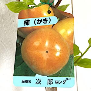 はっさく 苗木 【紅八朔 （べにはっさく）】 3年生 接ぎ木 約1.0m 大苗