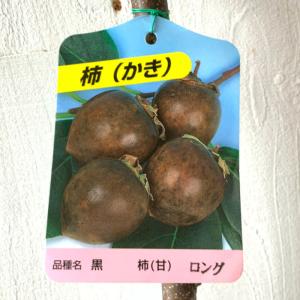 甘柿(カキ)苗木 黒柿（黒実柿）【お取り寄せ品】 : 植物・園芸専門店