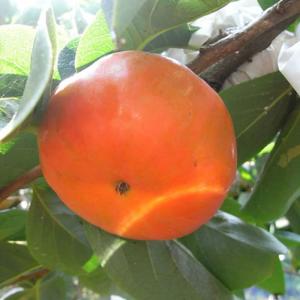 みかん 苗木 星タンゴール 15cmポット苗 ミカン 苗 蜜柑 : 苗通販店