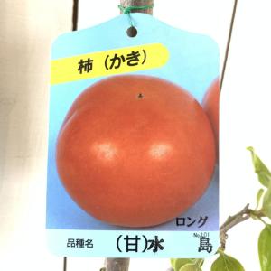 斑入りヤツデ スパイダーウェブ 3.5号ポット苗 : 苗木部 花ひろば 
