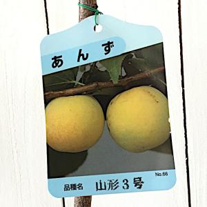 アンズ 苗木 山形3号 12cmポット苗 あんず 苗 杏 杏子｜green-very