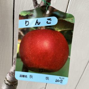 リンゴ 苗木 印度 13.5cmポット苗 インドりんご りんご 苗 林檎 : 苗