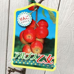 果樹苗 リンゴ ( りんご ) クラブアップル アルプス乙女 特大株 果樹苗 リンゴ ( りんご ) クラブアップル アルプス乙女 特大株