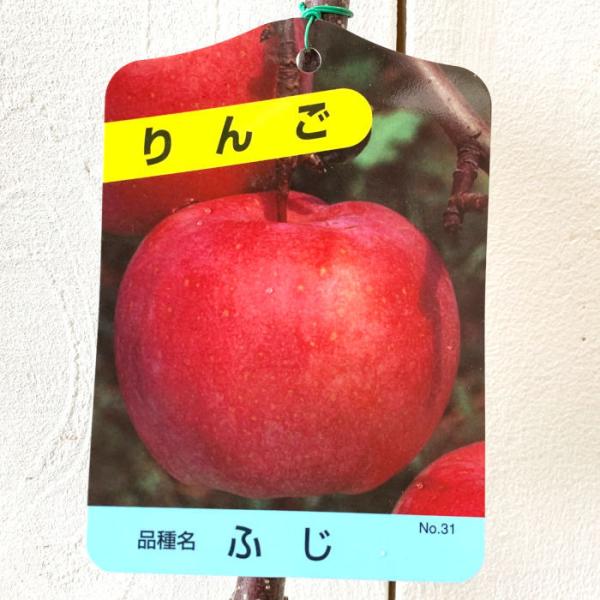 リンゴ 苗木 富士 12cmポット苗 ふじリンゴ りんご 苗 林檎