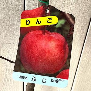 リンゴ 苗木 富士 12cmポット苗 (ワイ性) ふじリンゴ りんご 苗 林檎｜green-very