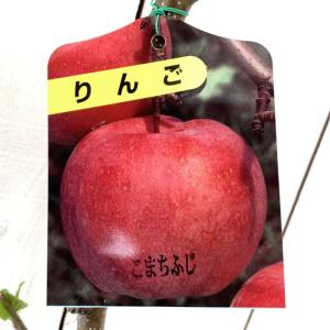 リンゴ 苗木 印度 13.5cmポット苗 インドりんご りんご 苗 林檎 : 苗